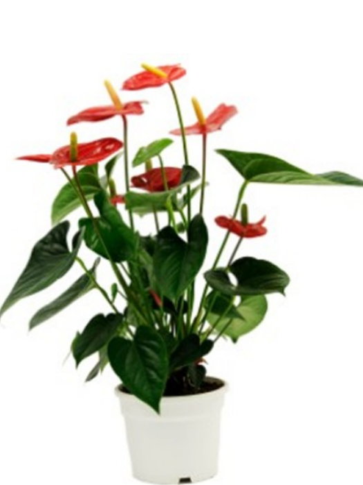 Anthurium